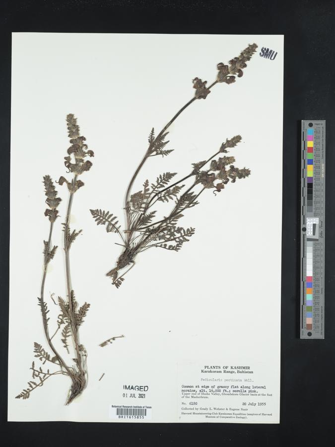 Pedicularis pectinata image