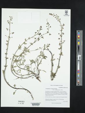 Scrophularia variegata image