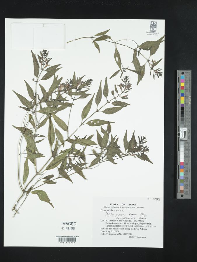 Melampyrum laxum image