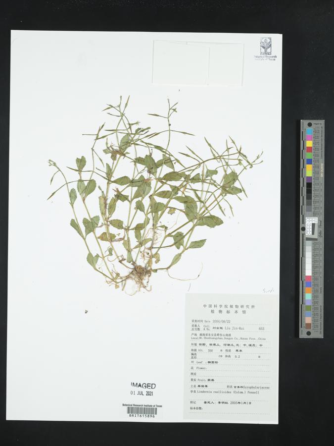 Lindernia ruellioides image