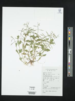 Lindernia ruellioides image