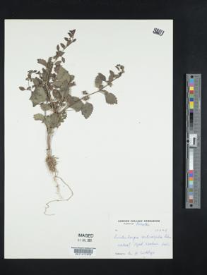 Lindenbergia urticifolia image
