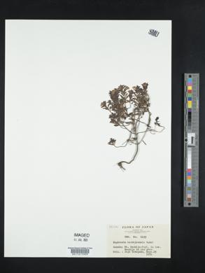 Image of Euphrasia hachijoensis