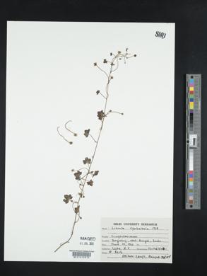 Linaria cymbalaria image