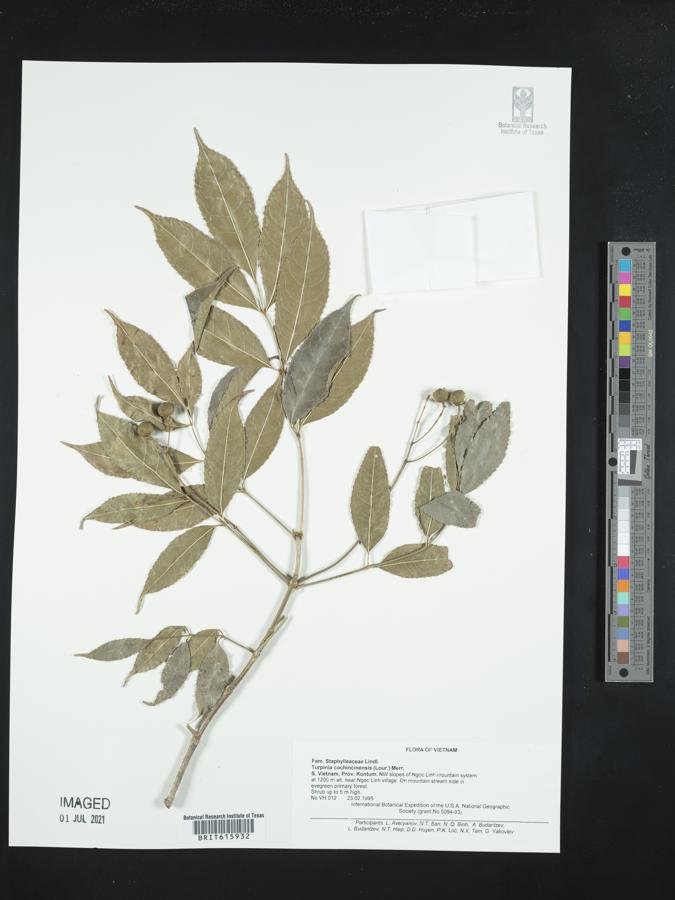 Staphylea cochinchinensis image