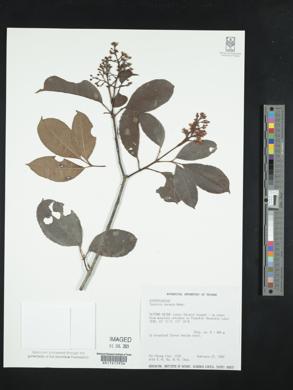 Image of Staphylea ternata