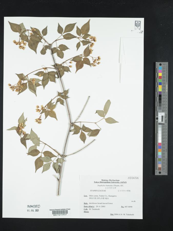 Staphylea bumalda image