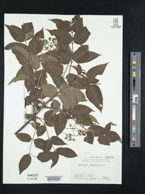 Euscaphis japonica image
