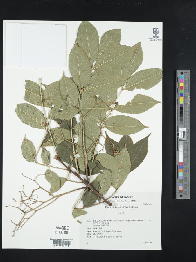 Euscaphis japonica image