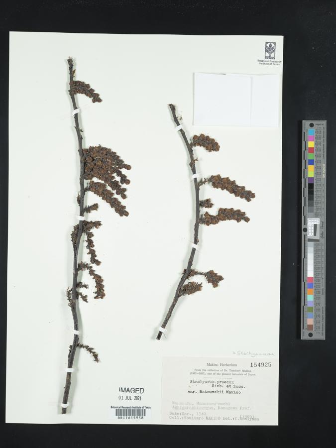 Stachyurus praecox image