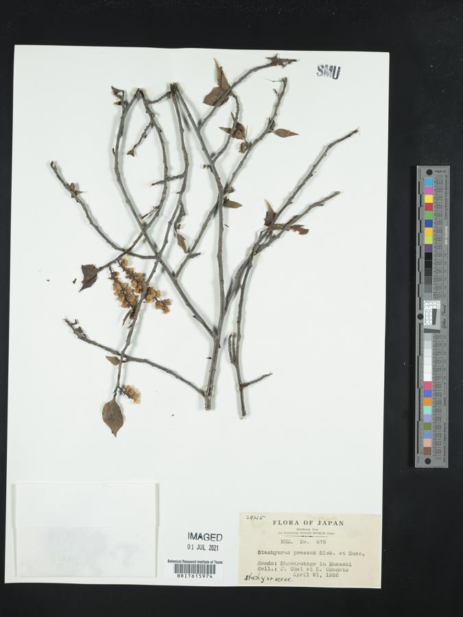 Stachyurus image