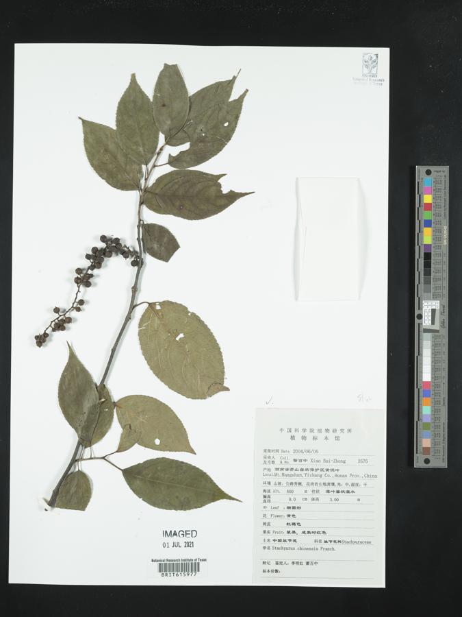 Stachyurus chinensis image