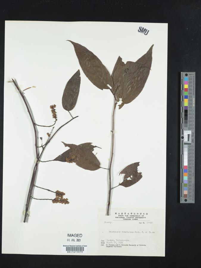 Stachyurus himalaicus image