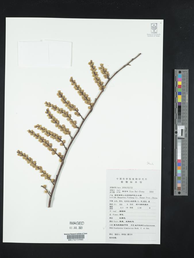 Stachyurus himalaicus image