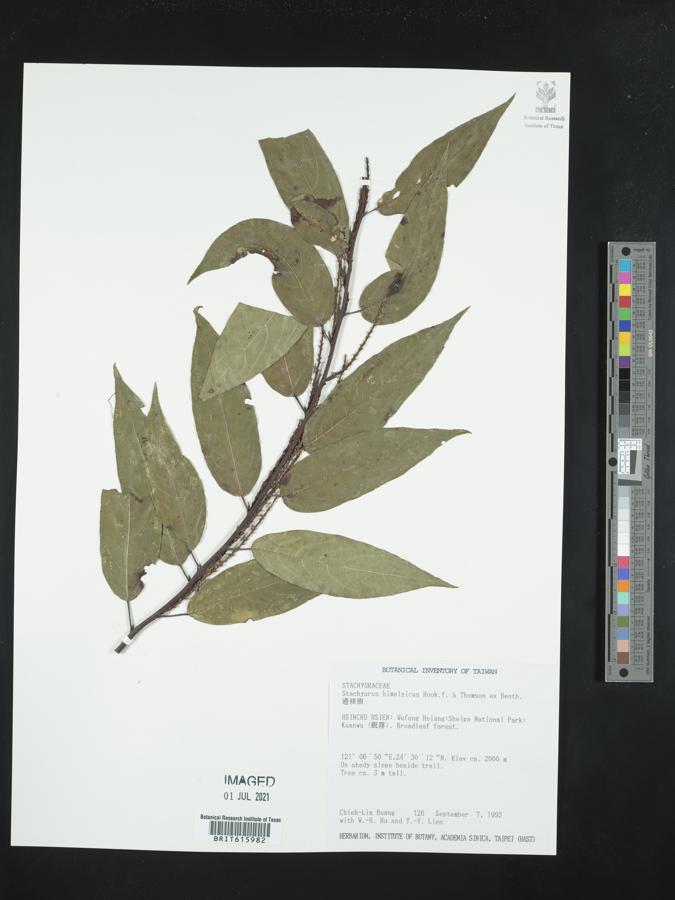 Stachyurus himalaicus image