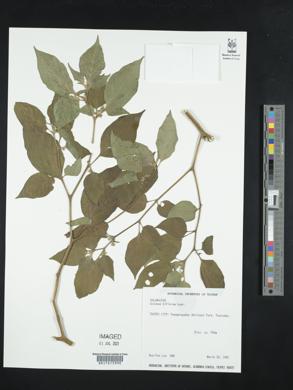 Image of Solanum biflorum