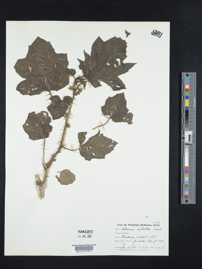 Solanum ciliatum image