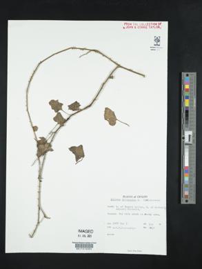 Solanum trilobatum image