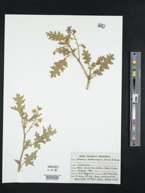 Solanum virginianum image