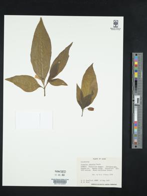Scopolia japonica image