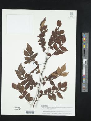 Image of Harrisonia perforata