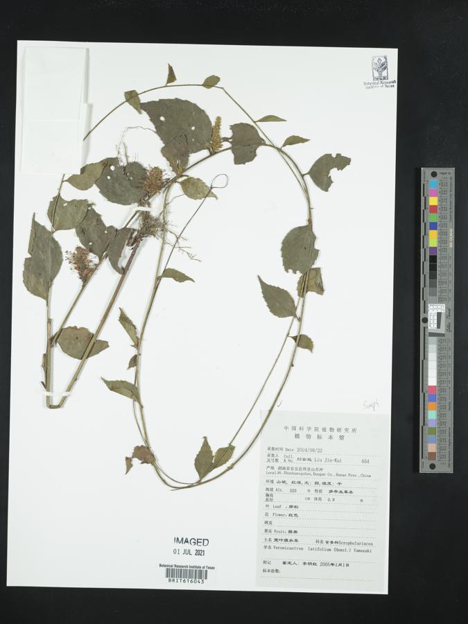 Veronicastrum latifolium image