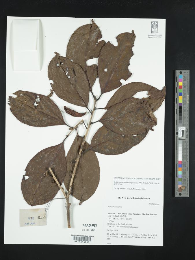 Rehderodendron truongsonense image