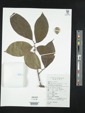 Melliodendron xylocarpum image