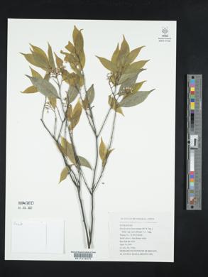 Huodendron biaristatum image