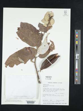 Image of Pterospermum niveum