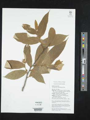 Pterospermum semisagittatum image