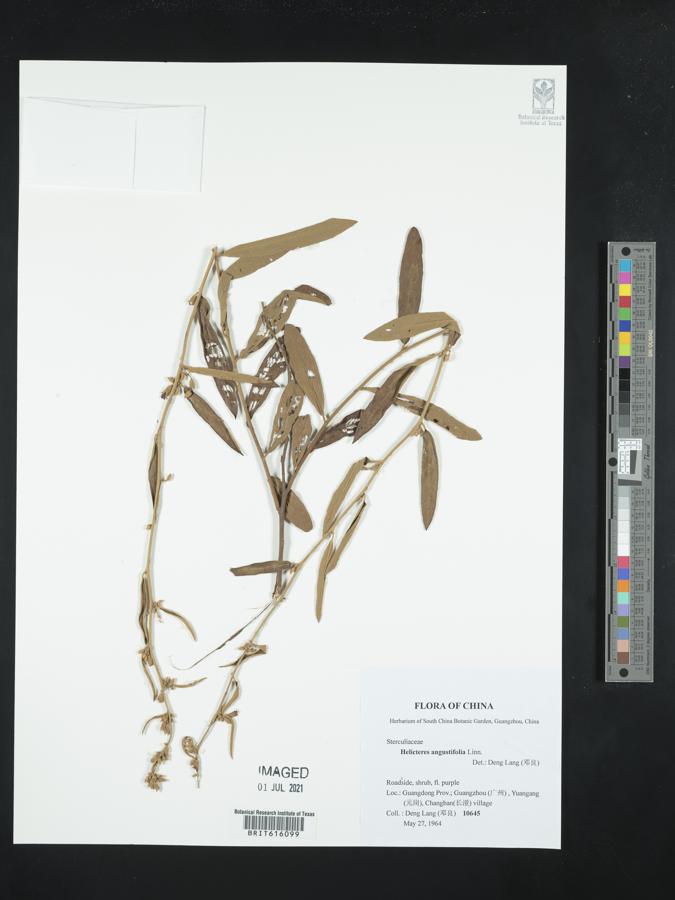 Helicteres angustifolia image