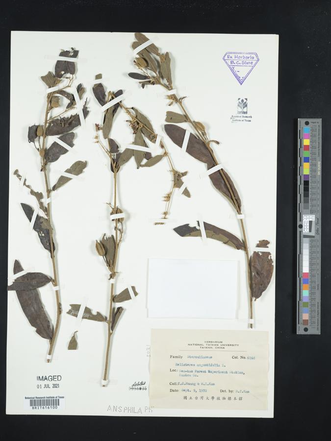 Helicteres angustifolia image