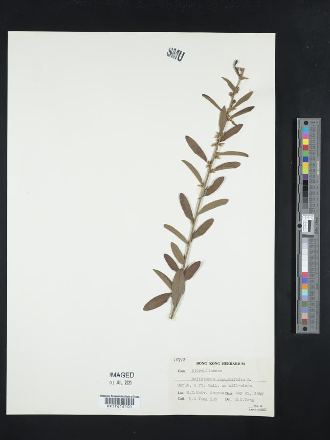 Helicteres angustifolia image