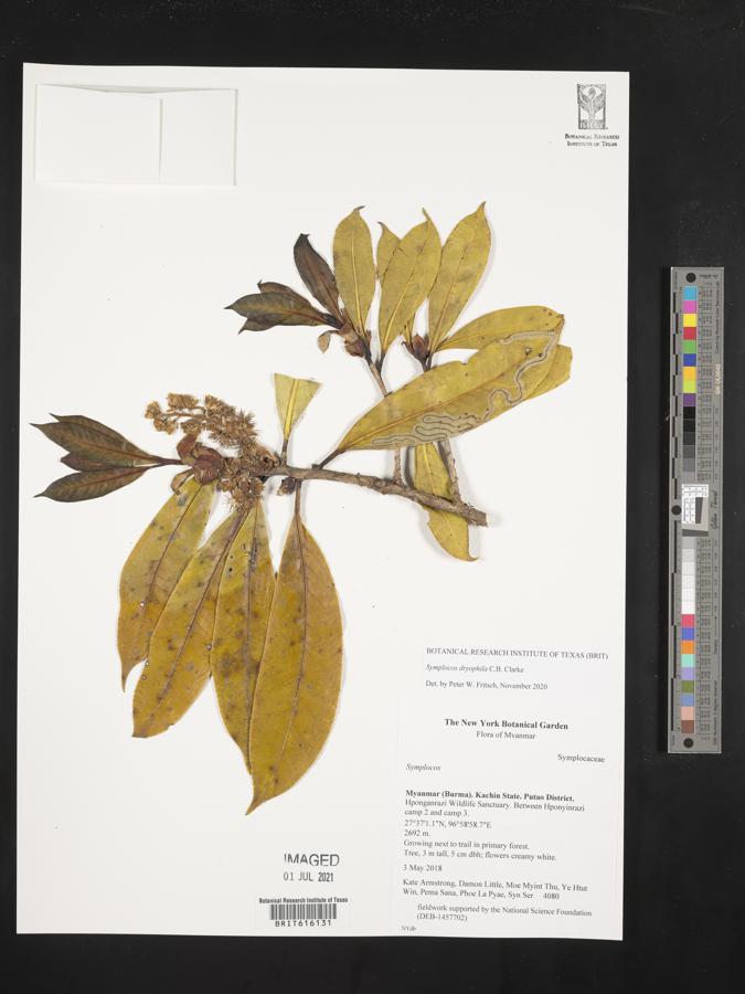 Symplocos dryophila image