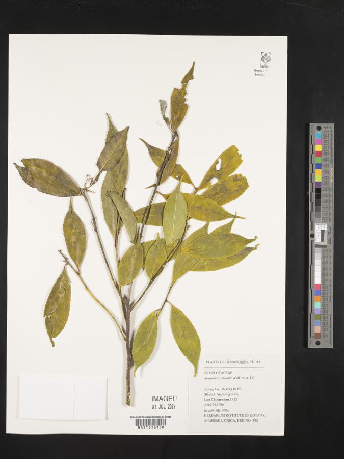Symplocos heishanensis image