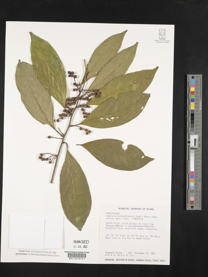 Symplocos cochinchinensis var. laurina image