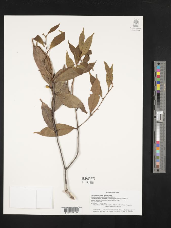 Symplocos adenophylla image