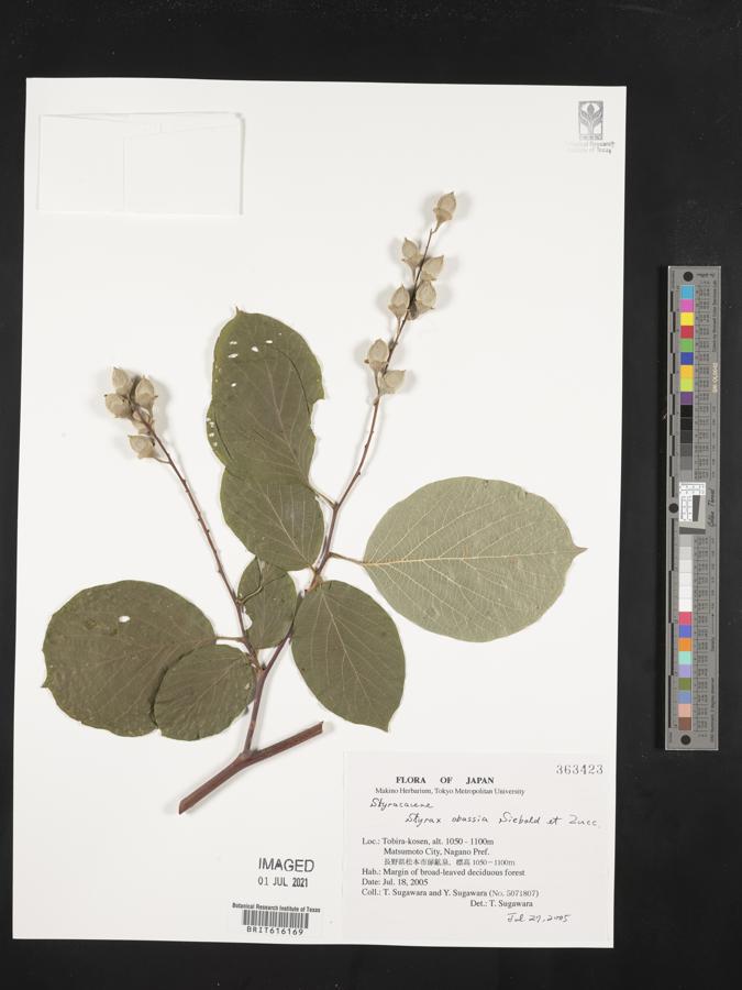 Styrax obassia image