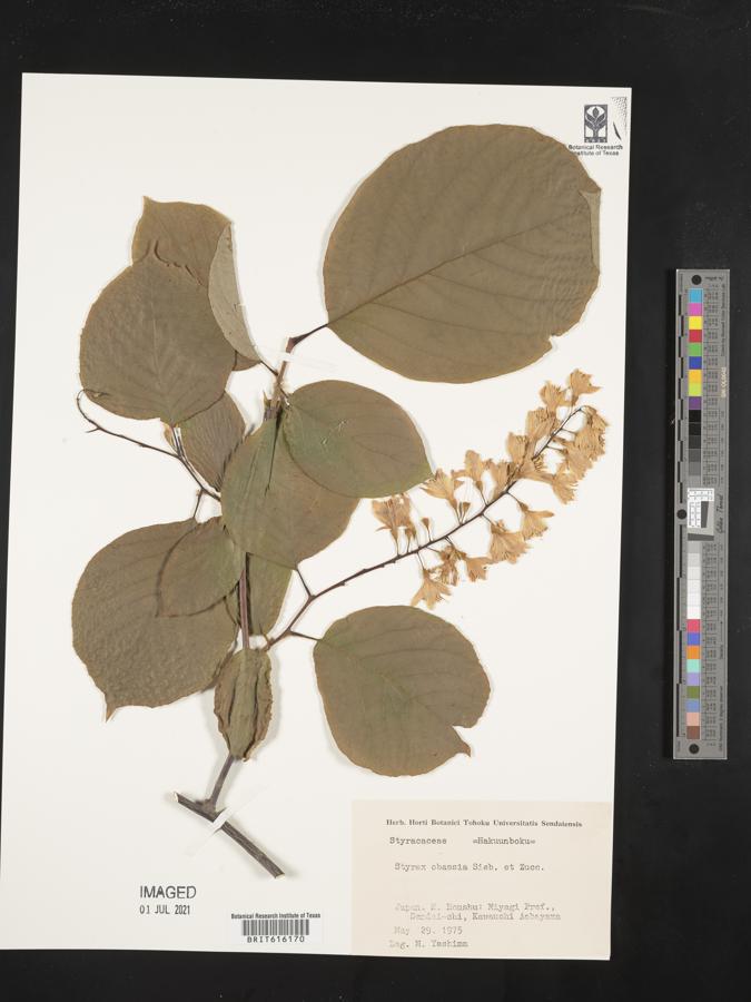 Styrax obassia image