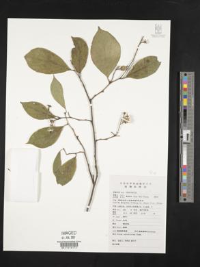 Image of Styrax odoratissimus