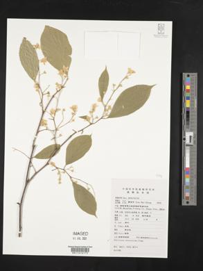 Styrax odoratissimus image