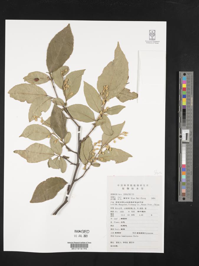 Styrax hemsleyanus image