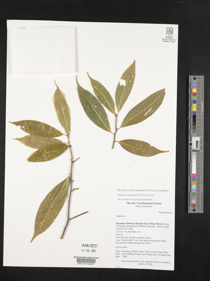 Symplocos ramosissima var. xylopyrena image