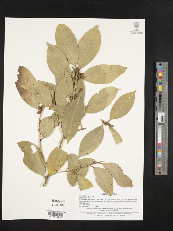 Symplocos lucida image