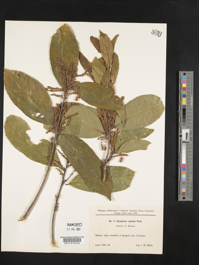 Symplocos cochinchinensis var. laurina image