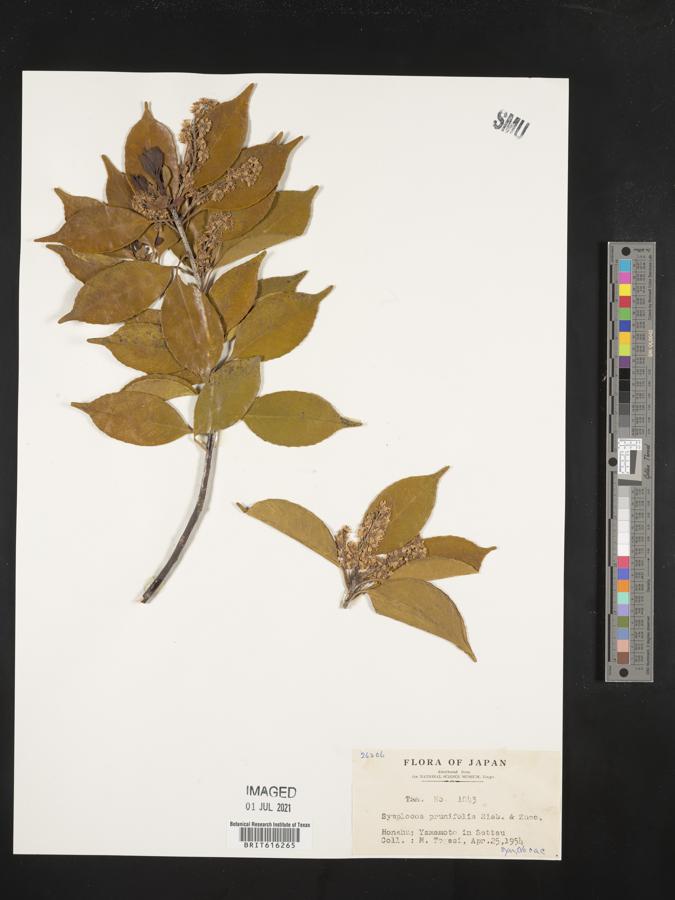 Symplocos sumuntia image
