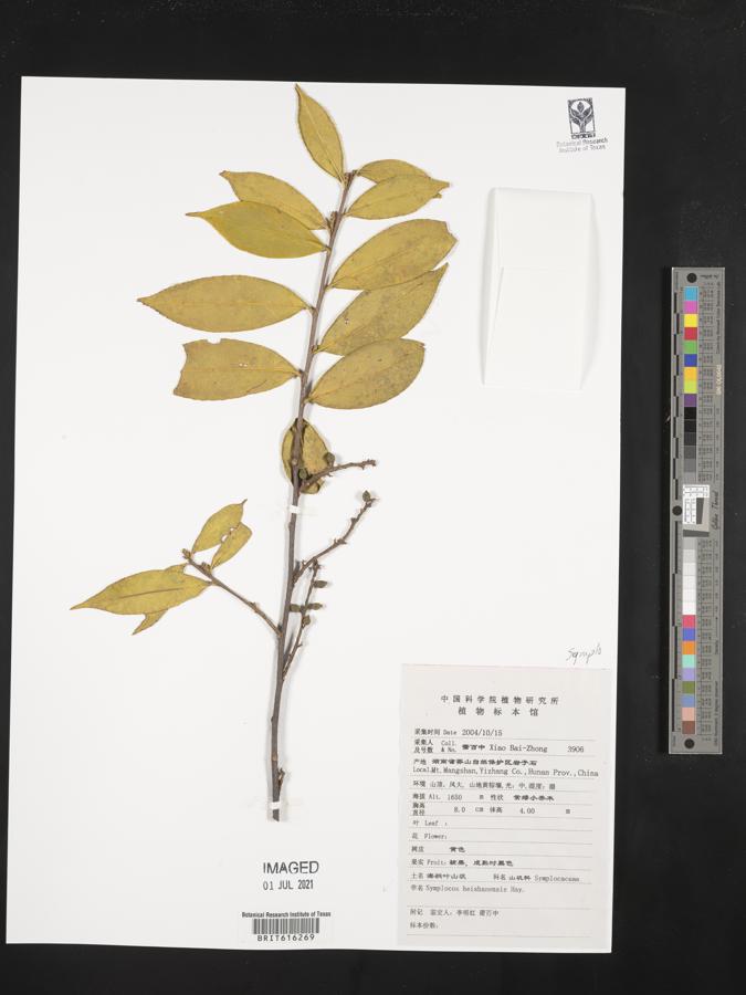 Symplocos heishanensis image
