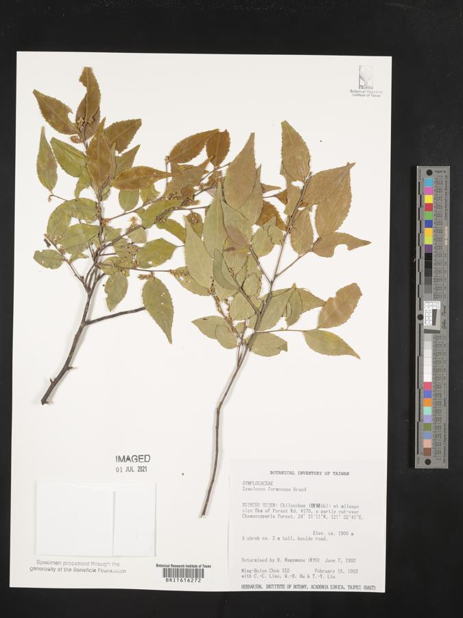 Symplocos lancifolia image