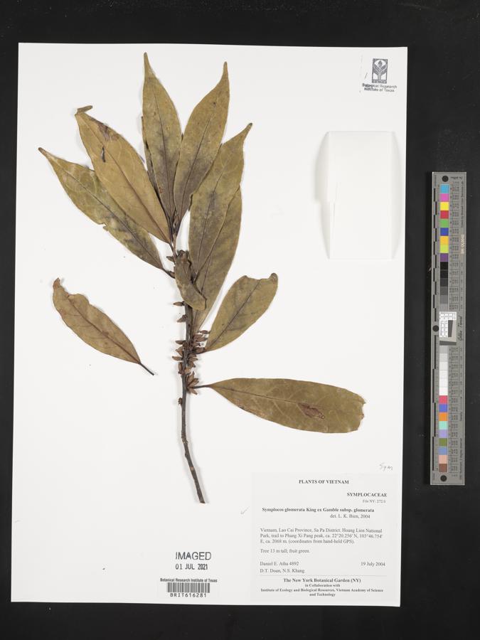 Symplocos adenopus image